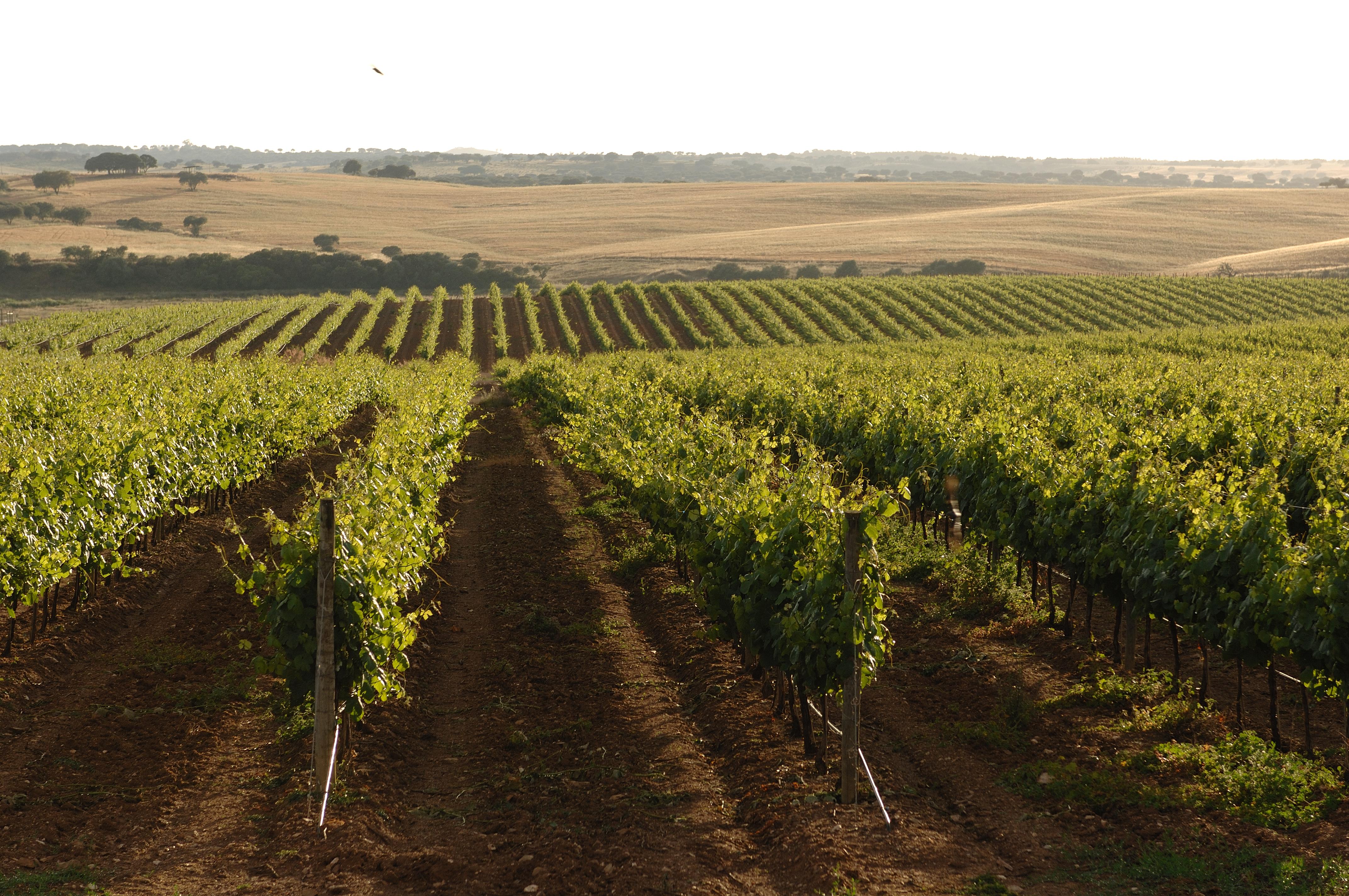 Vila Gale Alentejo Vineyard - Clube De Campo Алберноа Екстер'єр фото